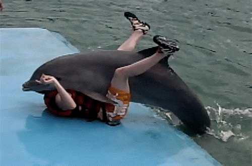 Дельфины - очень агрессивные существа. 