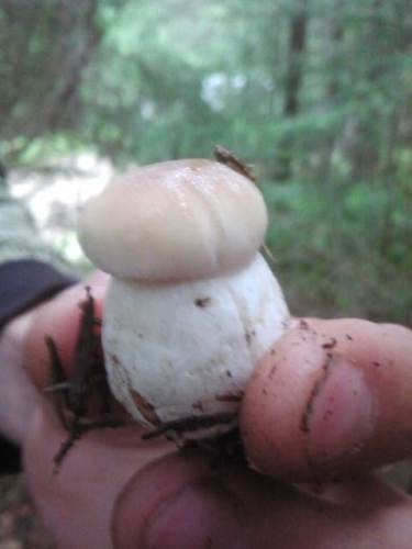 В Ивано-Франковской обл. состоялся молебен за установление мира и гармонии в Украине