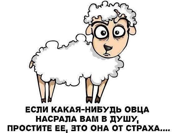 Анекдоты про овечек Анекдоты про овечек