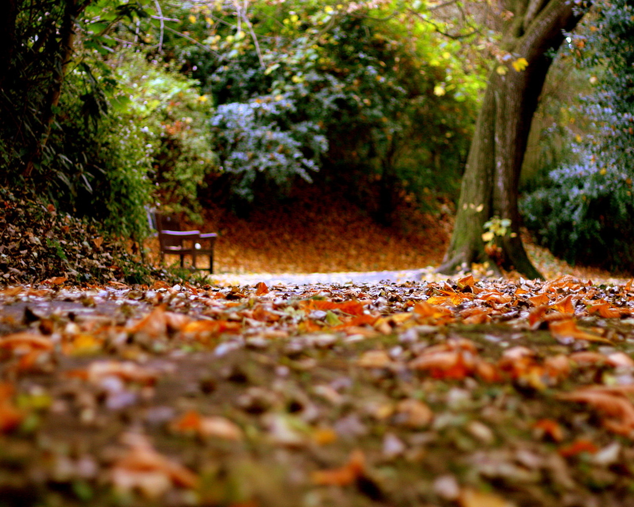 Осенняя дорожка в парке