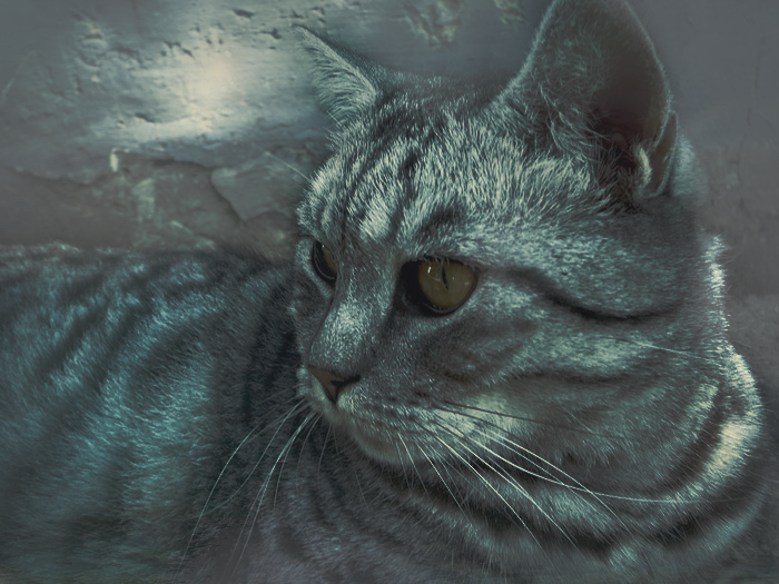 90266f59e5d3ed879155c6afb0e50001.png