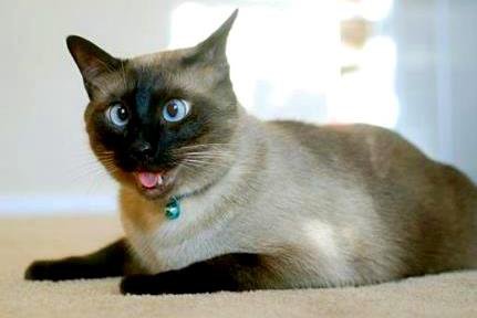 Косоглазие у кошек Косоглазие у кошек