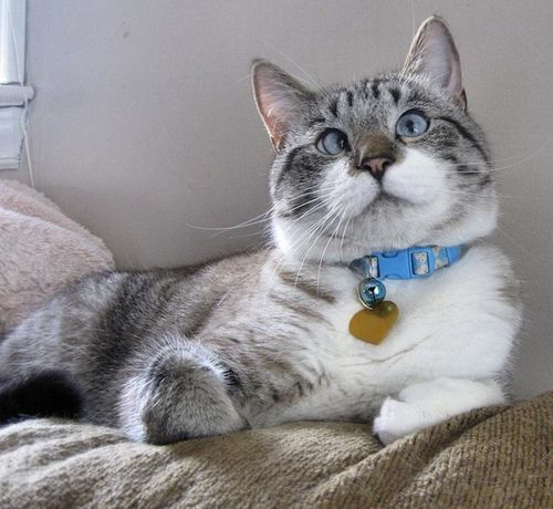 Косоглазие у кота Косоглазие у кота