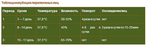 Температура при инкубации перепелиных яиц в домашних условиях Температура при инкубации перепелиных яиц в домашних условиях