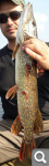 [Зображення: bfb33a8073197ee9c8ceca61f4910099.png]