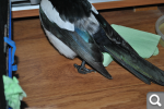 cd169fe50a8db6662f679dad02d28163.png