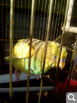 897aa860b0bf02998192d8d8e2709bc9.png