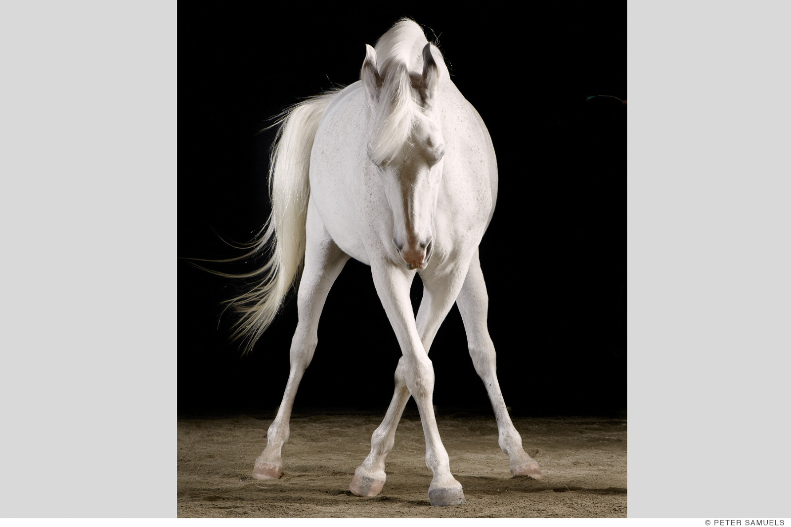 Танец лошадки. Белая лошадь. Танцующая с лошадьми. Лошадь пляшет. Белая лошадь картинки.