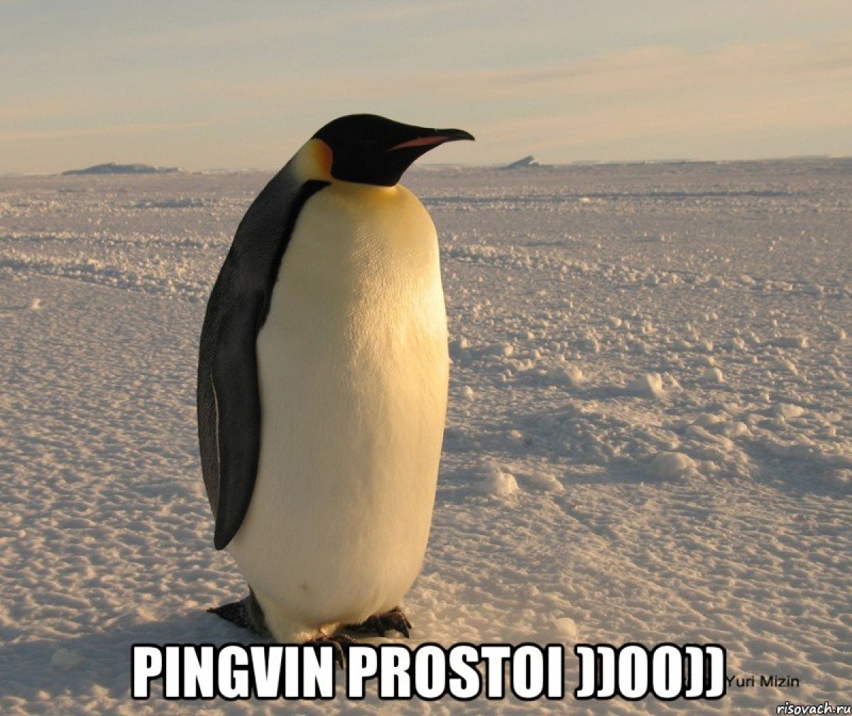 Императорский Пингвин толстый