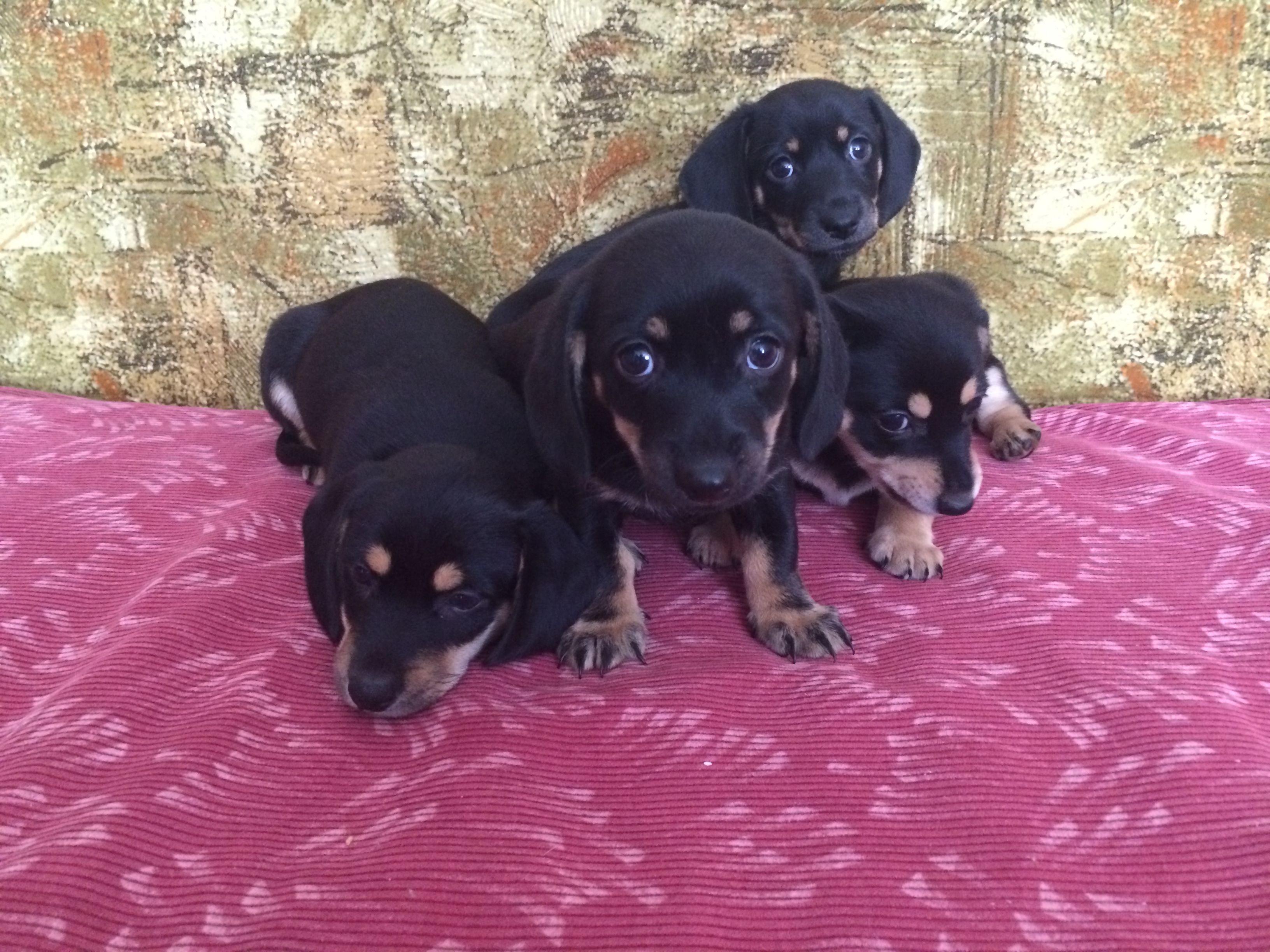 Отдам щенки таксы. Собака такса даром. Собаки таксы в добрые руки. Щенок таксы в добрые руки бесплатно. Собаки таксы в добрые руки.