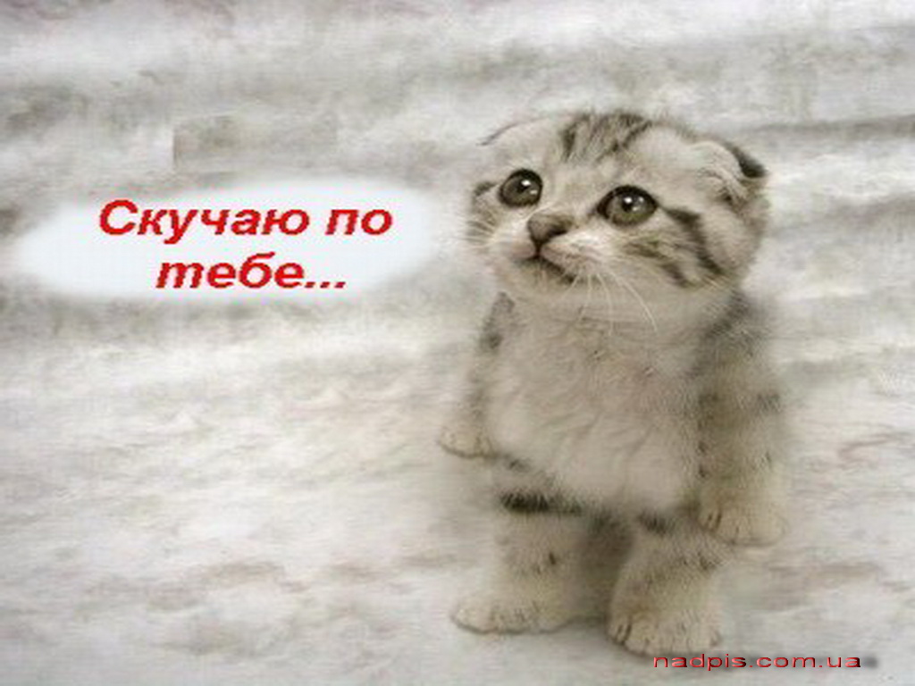 Картинки приколами, открытка прости дурака я люблю тебя