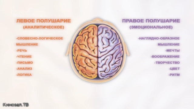 Правом полушарии интроверта