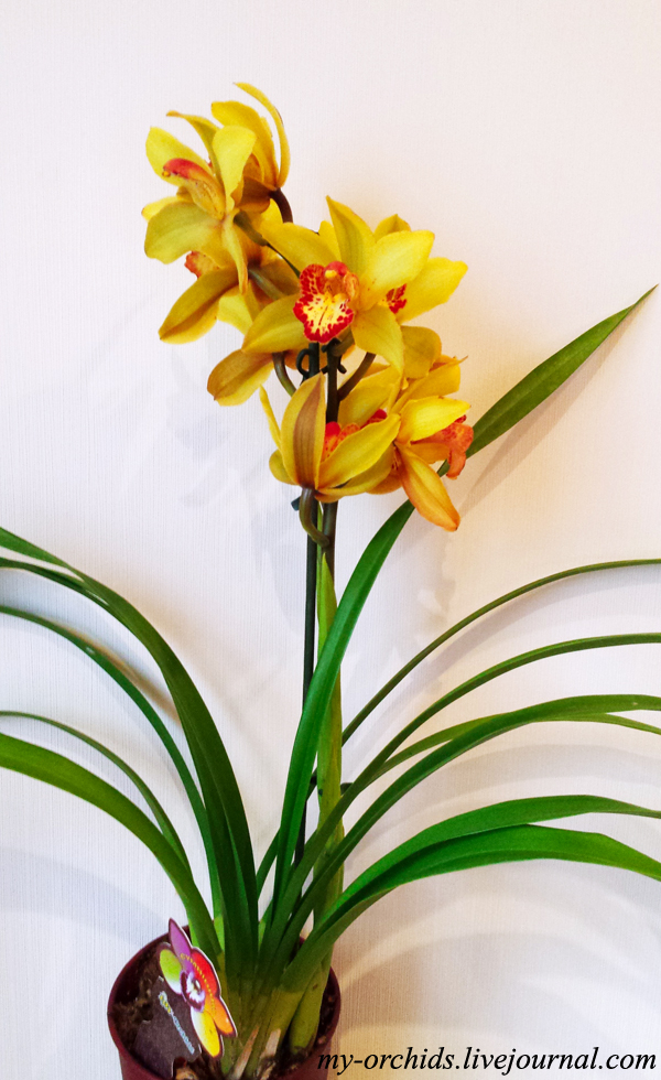 Орхидеи с длинными узкими листьями фото и название