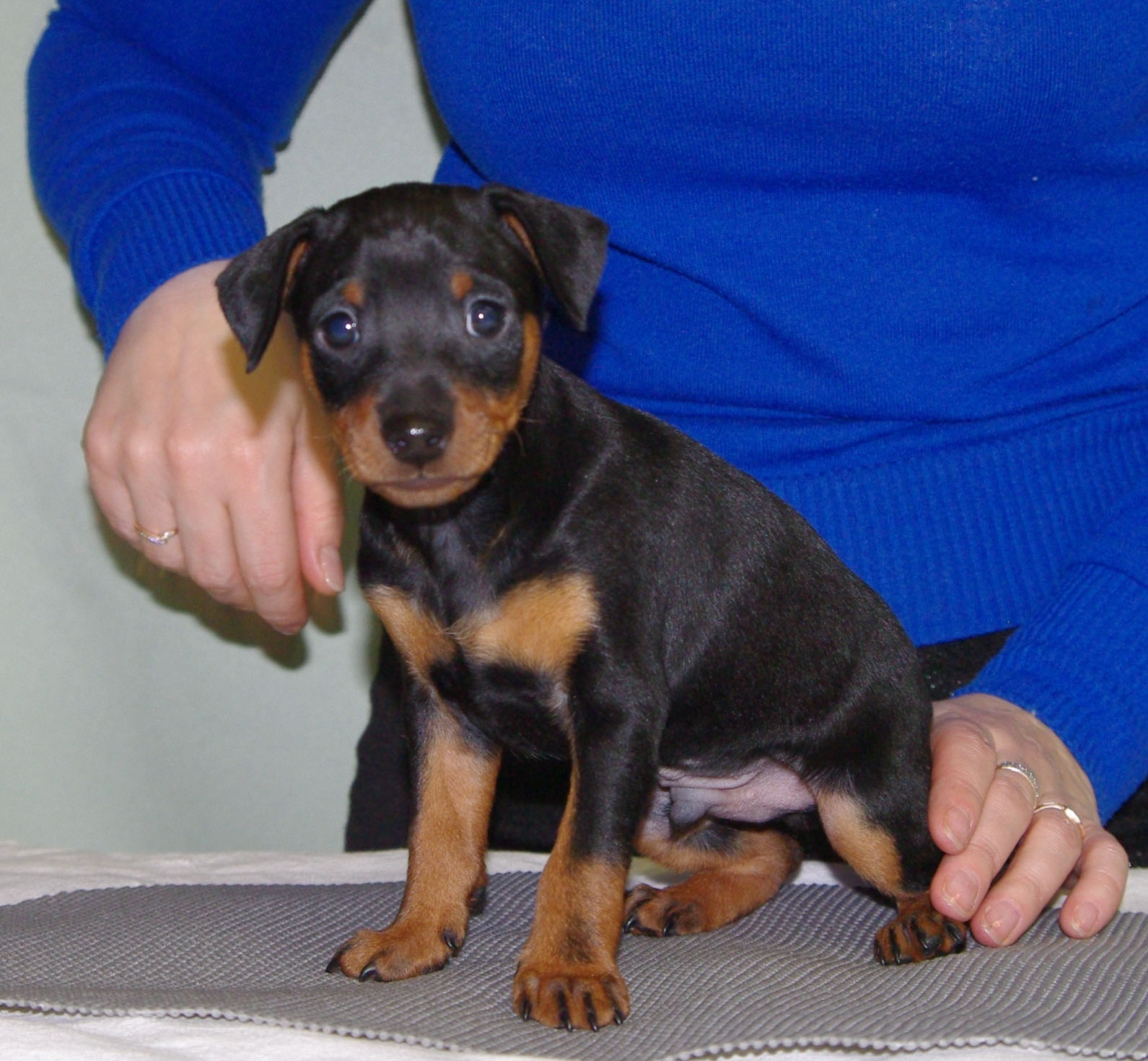 Питомник ночной дозор кане корсо. Кане корсо питомник. Нижний новгород. Питомник дозор. Питомник ночной дозор в нижнем новгороде.