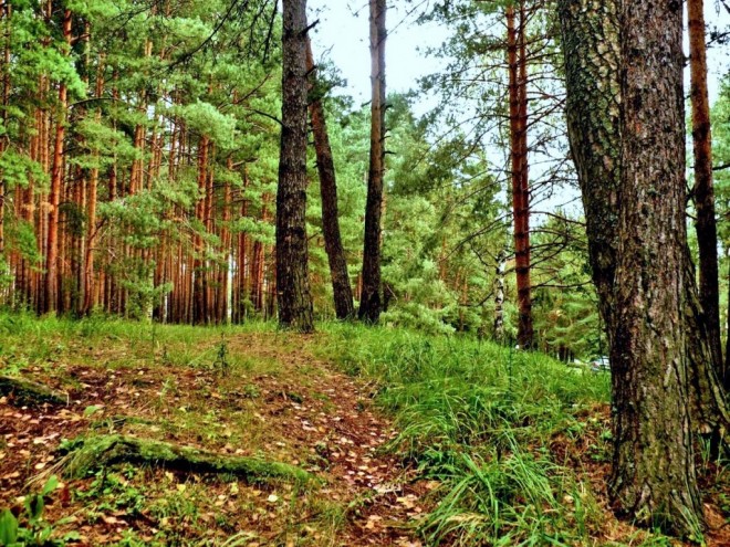 Русский Лес Картинки