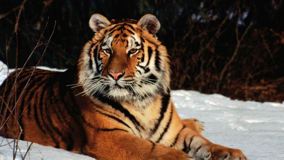 природа животное тигр без смс