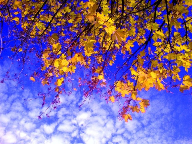 https://s7.hostingkartinok.com/uploads/images/2014/12/8db71f318b65f272457aa42896911db3.jpg