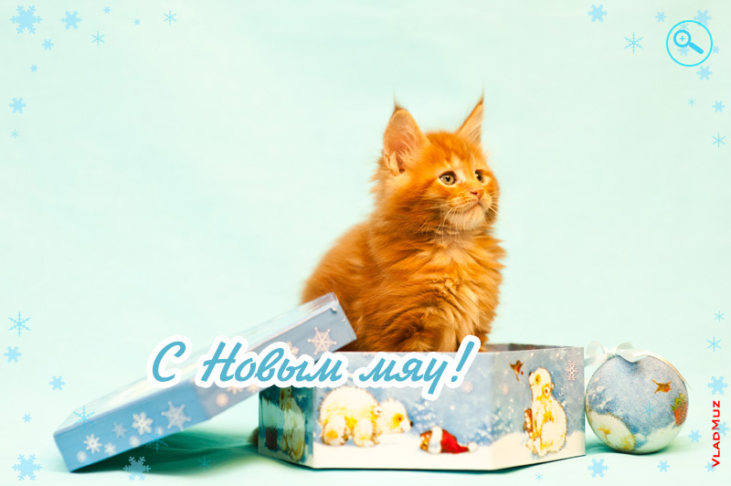 Фото С Днем Рождения С Котятами