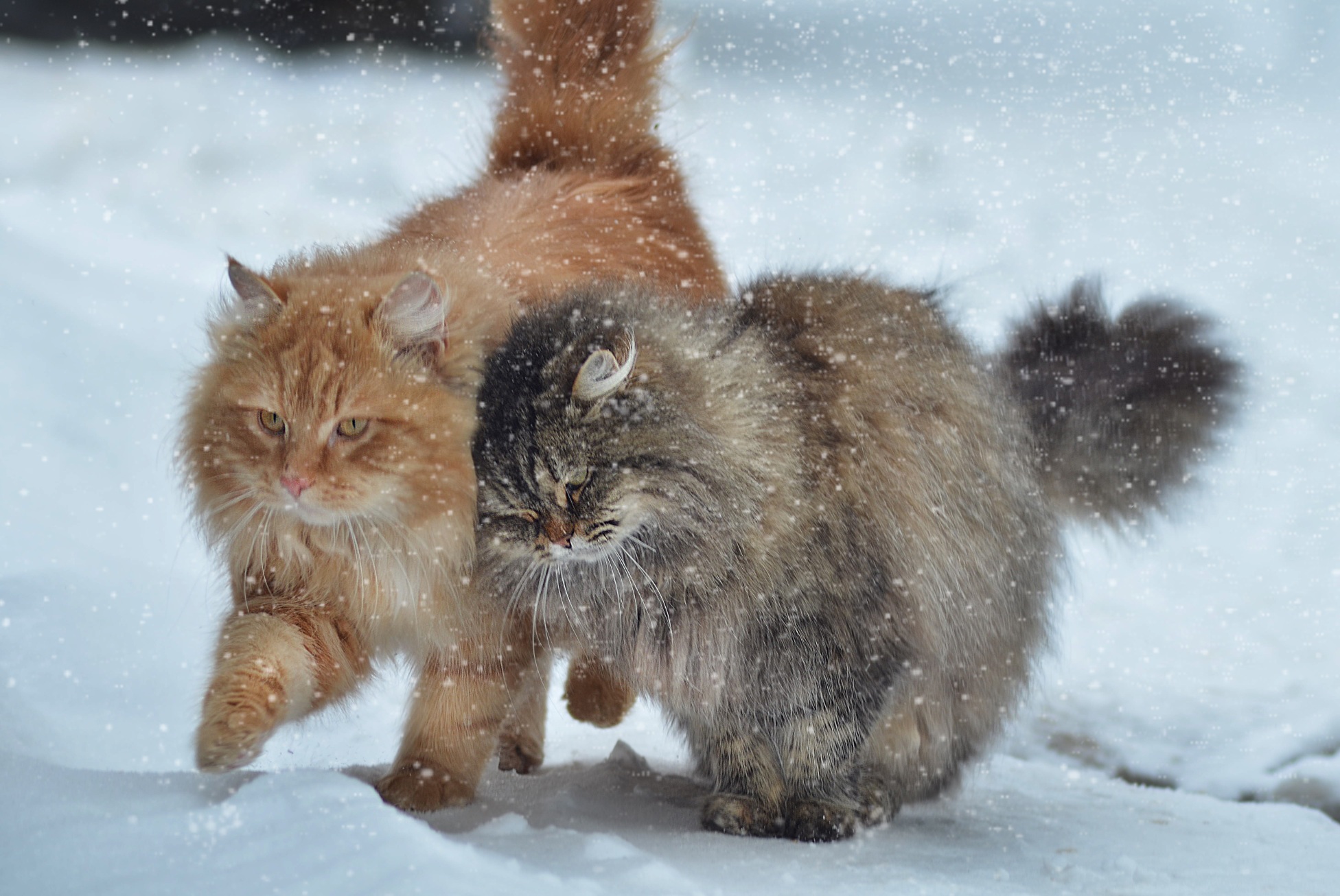 Вместе снег. Зимние коты. Кот в снегу. Пушистая зима. Сибирская кошка зимой.