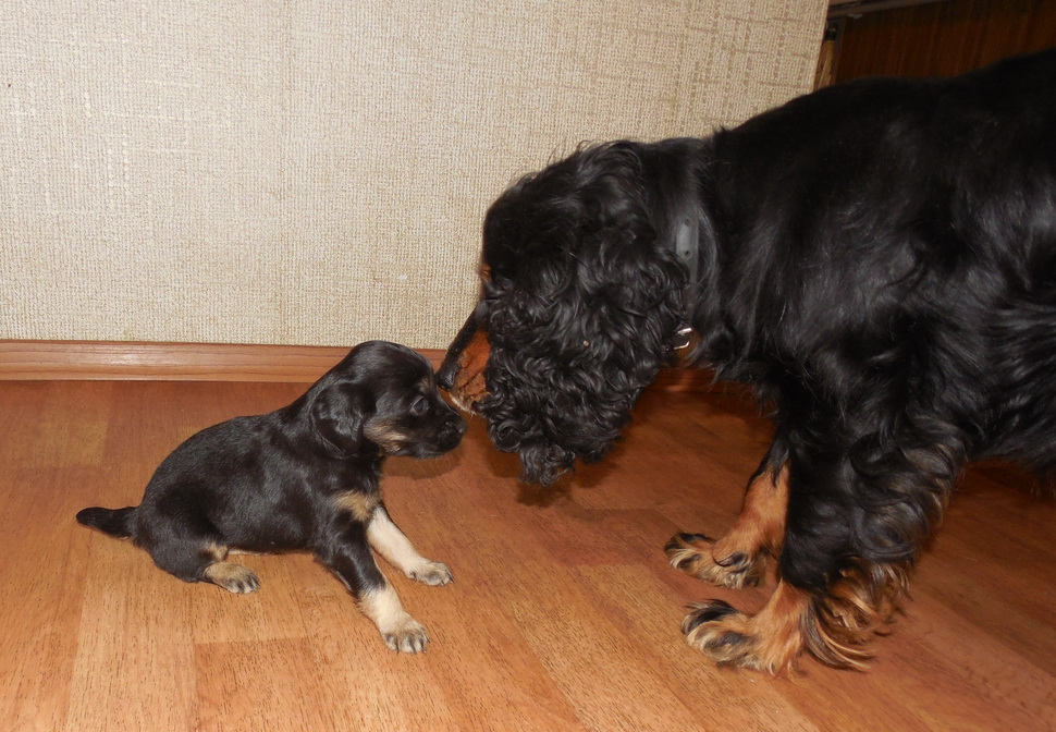 Как купировать спаниелей. Как купировать спаниелей. Русский спаниель щенки. Купированный хвост у кокер спаниеля. Кокер спаниель купированный.