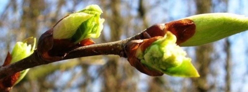 При какой температуре начинается сокодвижение у плодовых. Весеннее сокодвижение у деревьев. весной на деревьях набухают почки. сокодвижение у растений. начало сокодвижения у деревьев.