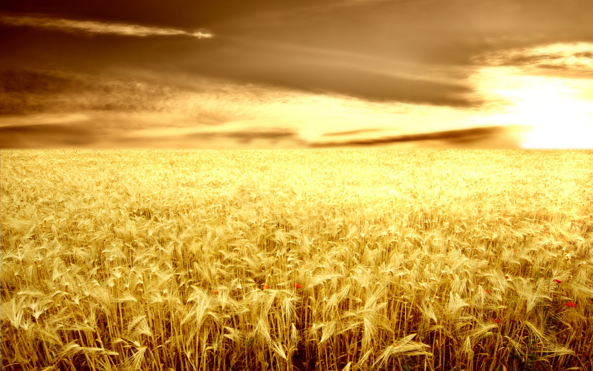 природа поле пшеница зерна солнце без смс