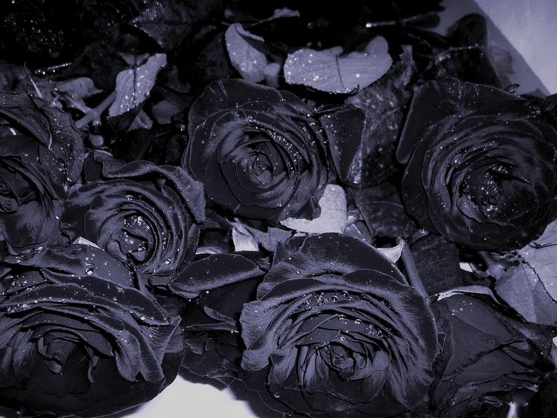Быть черного а также. Эстетика черного. Чёрные розы в снегу.