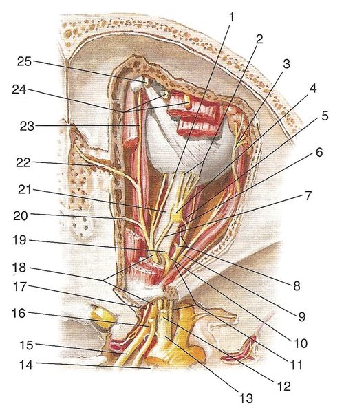 Иннервация стенок глазницы