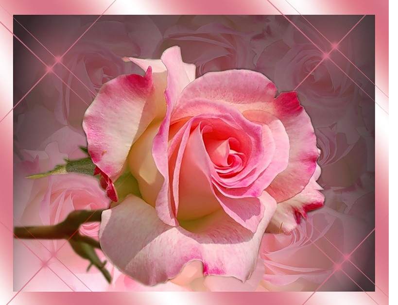 Поздравляю с днем рождения женщине музыкальные. С днем рождения открытки с цветами. Открытки с днём рождения розы. С днём рождения женщине красивые розы. Розовые розы открытка с днем рождения.