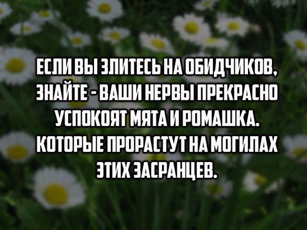 Ромашка успокаивает картинка с кошкой прикол