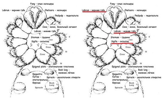 Как определить пол птицееда. Как определить пол птицееда. Как понять пол паука птицееда. Определение пола птицееда. Паук птицеед самка или самец.
