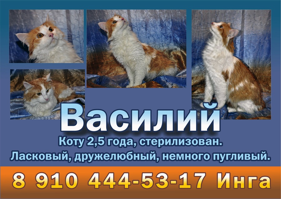 пес и кот форум