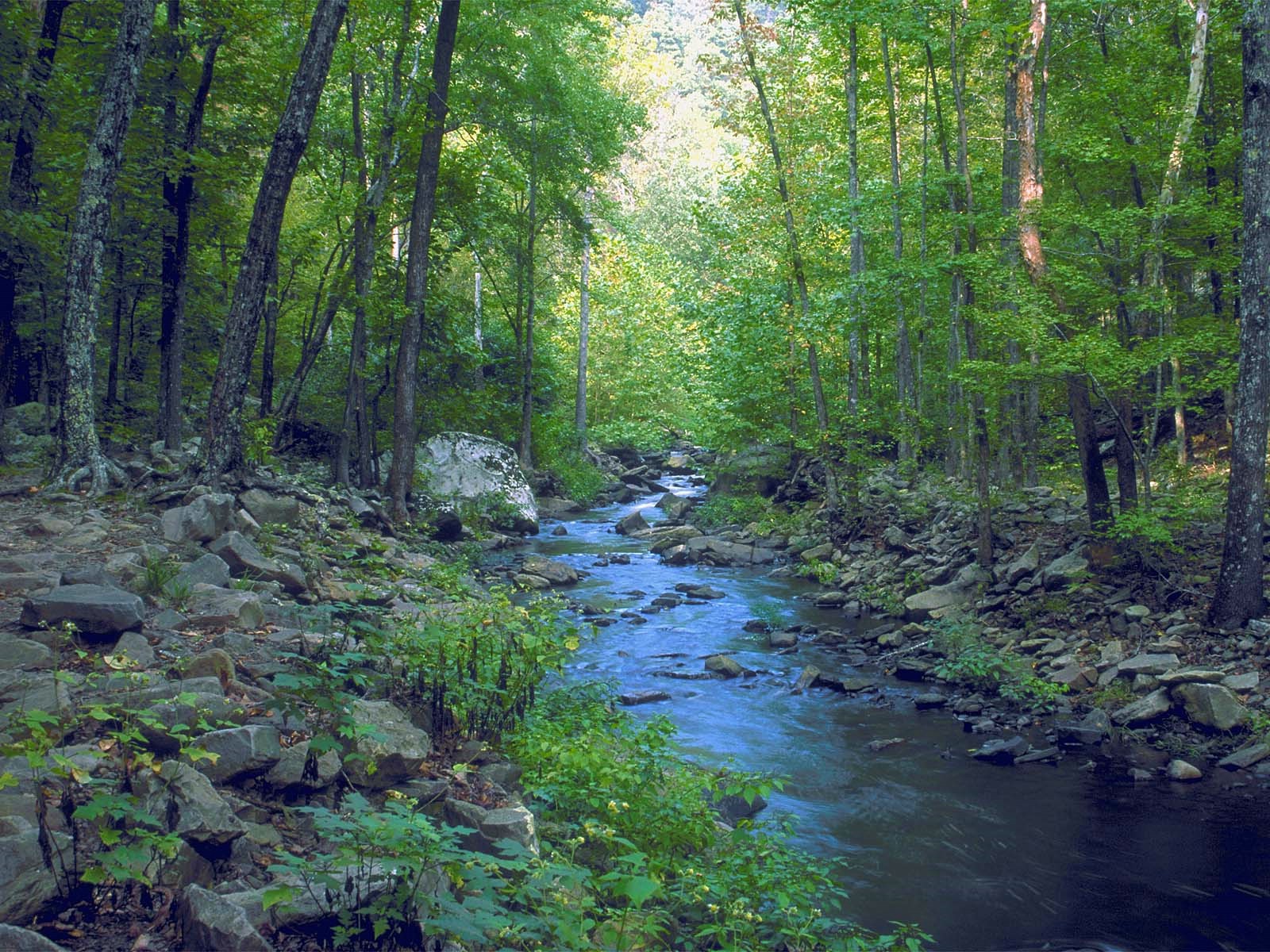 Сложные ситуации в лесу или на реке. Ручеек в лесу. Красивый ручей в лесу. Речка в лесу. Маленькая речка в лесу.