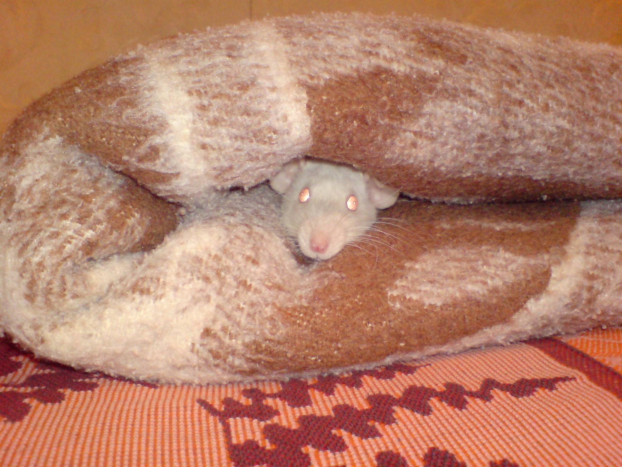 Крысы под кроватью сон