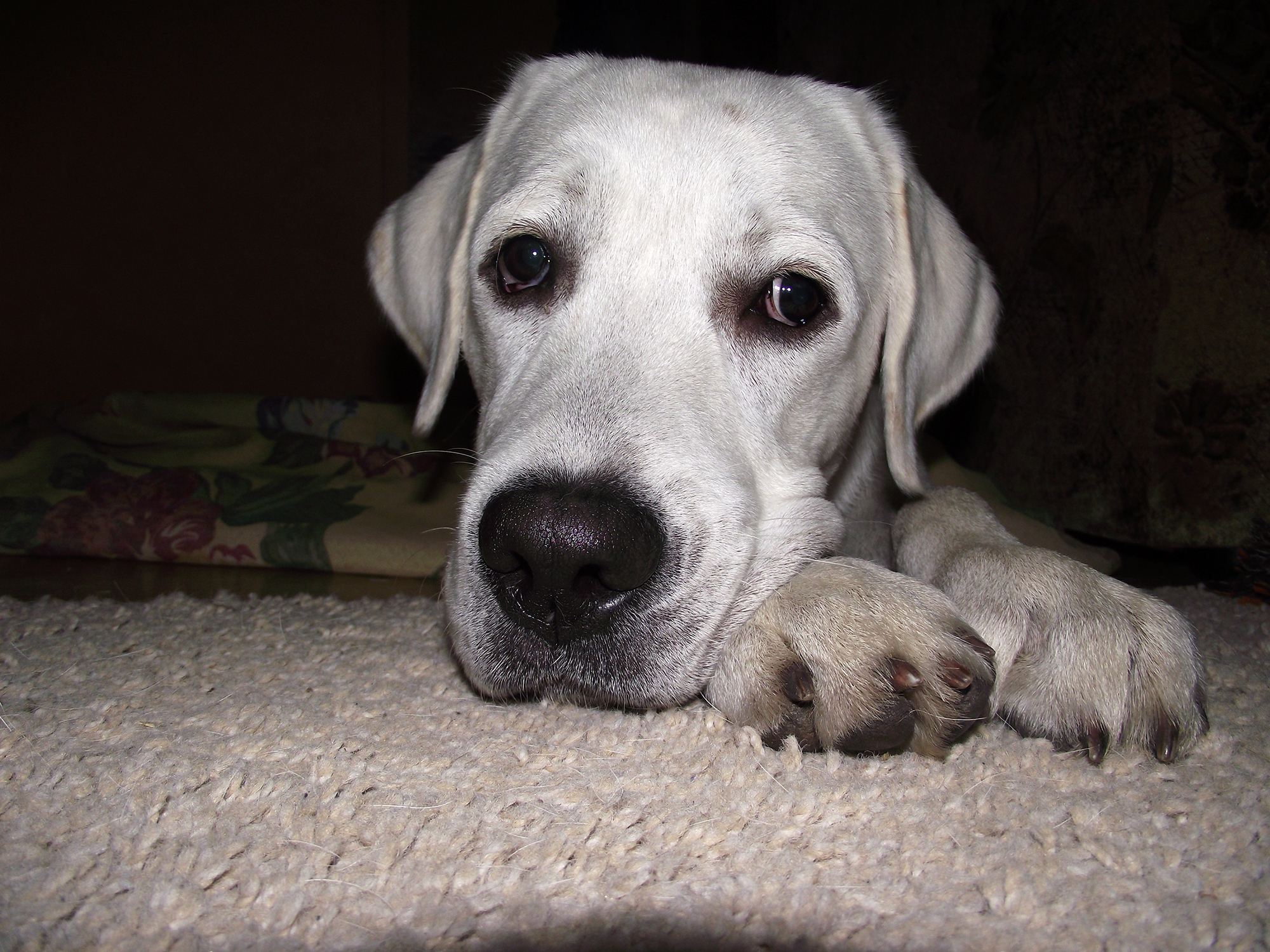 золотистый ретривер 3 месяца. щенки лабрадора в добрые руки. лабрадор ретривер палевого окраса. щенки лабрадора в добрые руки. лабрадор в хорошие руки.